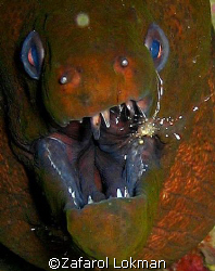 Eel morning tooth cleening...canon S80 by Zafarol Lokman 